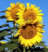 Free download farmington-sunflowers-2016-09-05 free photo or picture to be edited with GIMP online image editor