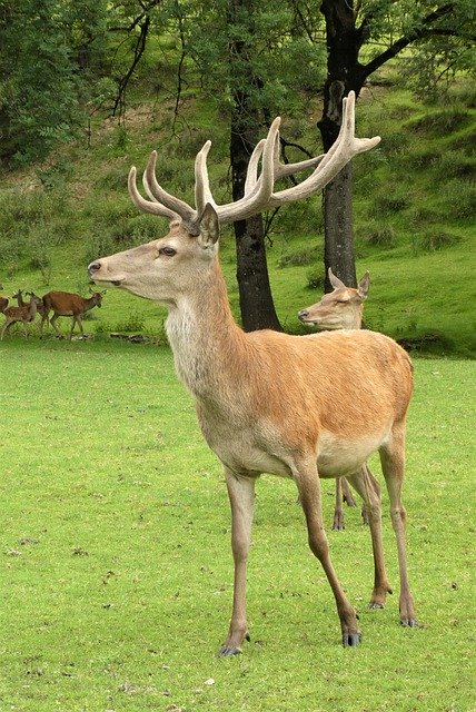 Free download father david deer deer deer breed free picture to be edited with GIMP free online image editor