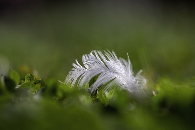 Free download feather lightweight plumage bird free picture to be edited with GIMP free online image editor