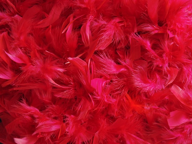 ดาวน์โหลดฟรี Feathers dyed colored red crimson free picture เพื่อแก้ไขด้วย GIMP โปรแกรมแก้ไขรูปภาพออนไลน์ฟรี