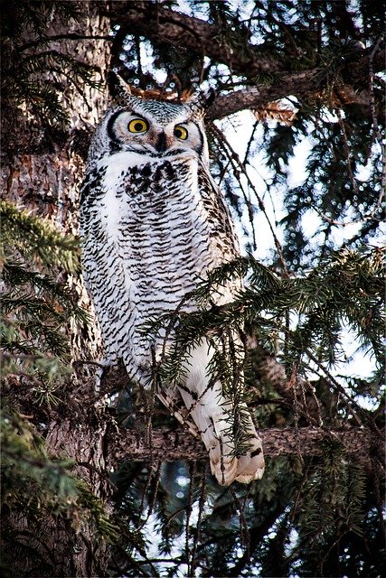 Free download female great horned owl owl raptor free picture to be edited with GIMP free online image editor