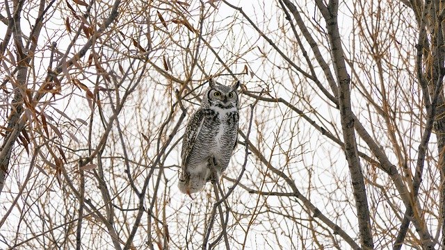 Free download female horned owl owl raptor trees free picture to be edited with GIMP free online image editor