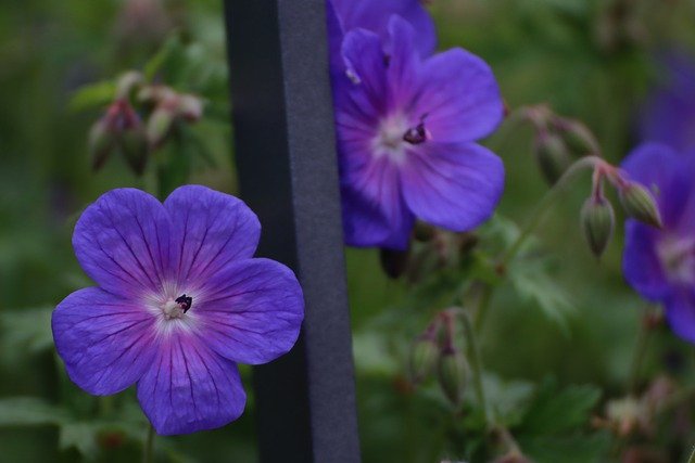 Free download fence flower geranium blue free picture to be edited with GIMP free online image editor