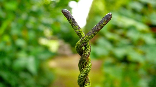 הורדה חינם Fence Nature Summer - תמונה או תמונה בחינם לעריכה עם עורך התמונות המקוון GIMP