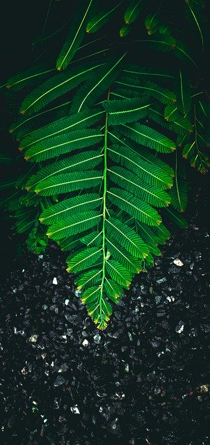 Free download fern leaves plant nature foliage free picture to be edited with GIMP free online image editor