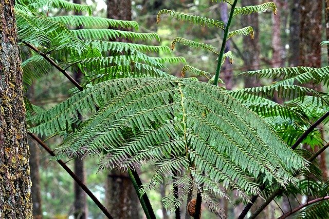 Free download fern leaves tree plant nature free picture to be edited with GIMP free online image editor