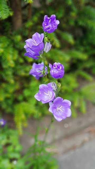 免费下载 Field Flower Blue - 使用 GIMP 在线图像编辑器编辑的免费照片或图片