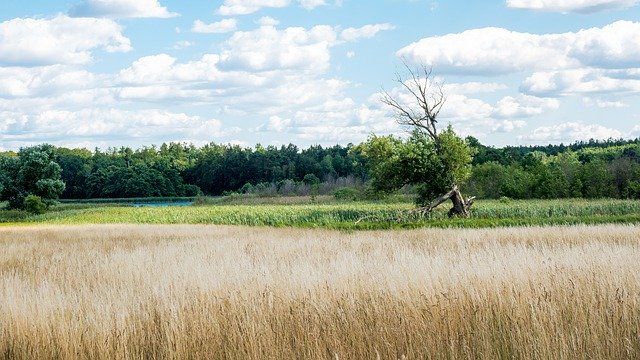 Free download field grass agriculture rural scene free picture to be edited with GIMP free online image editor