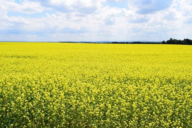 Download gratuito Field Of Rapeseeds Nature Summer - foto o immagine gratuita da modificare con l'editor di immagini online di GIMP