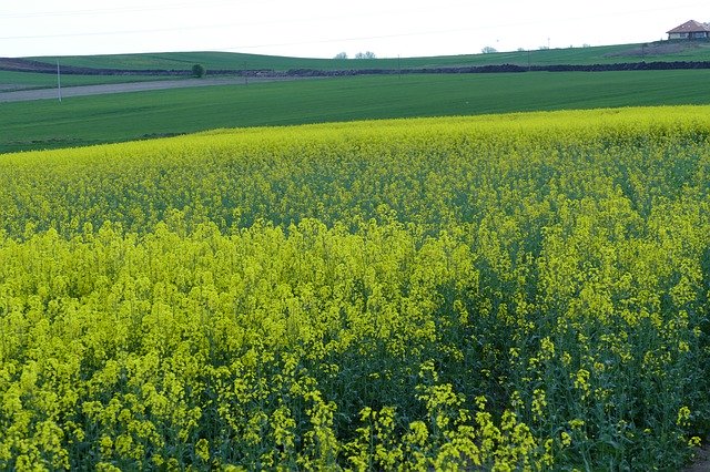 Téléchargement gratuit de l'agriculture des champs de colza - photo ou image gratuite à éditer avec l'éditeur d'images en ligne GIMP