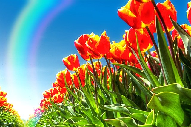 Free download field tulips rainbow meadow petals free picture to be edited with GIMP free online image editor