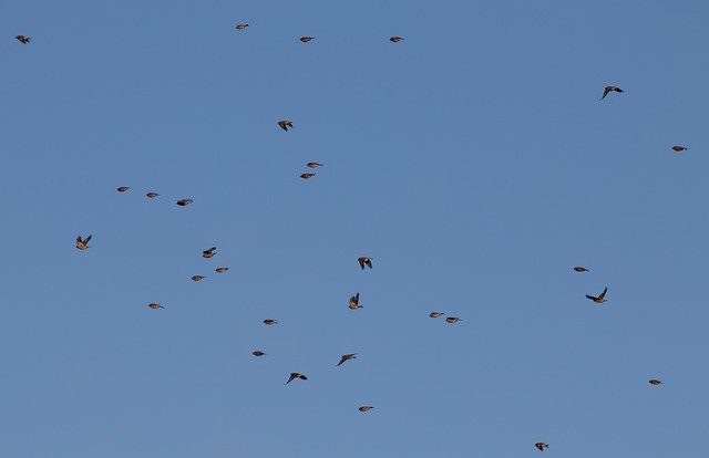 Free download Finches In Flight Small Birds -  free free photo or picture to be edited with GIMP online image editor