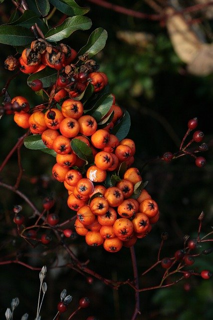 Free download firethorn rosehips autumn fruits free picture to be edited with GIMP free online image editor