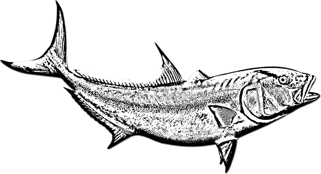 Free download Fish Amberjack Black And White -  free illustration to be edited with GIMP free online image editor