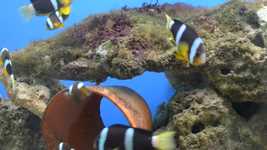 Free download Fish Animal The Sea -  free video to be edited with OpenShot online video editor