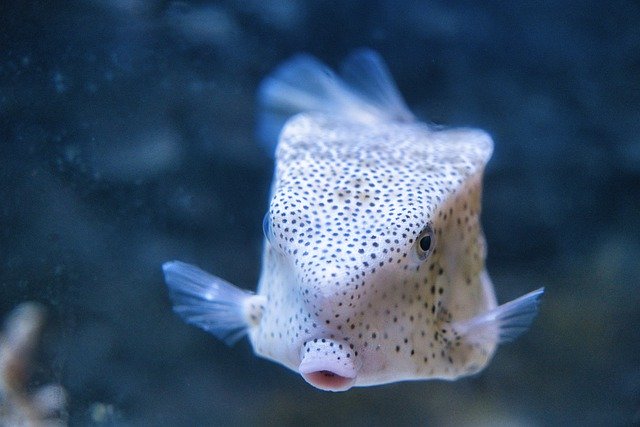 Free download fish aquarium marine rare species free picture to be edited with GIMP free online image editor