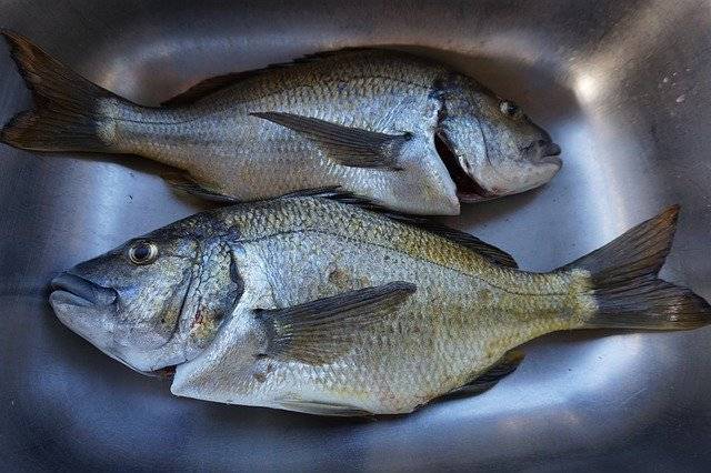 ດາວໂຫຼດຟຣີ Fish Bream Fishing - ຮູບພາບ ຫຼືຮູບພາບທີ່ບໍ່ເສຍຄ່າເພື່ອແກ້ໄຂດ້ວຍຕົວແກ້ໄຂຮູບພາບອອນໄລນ໌ GIMP