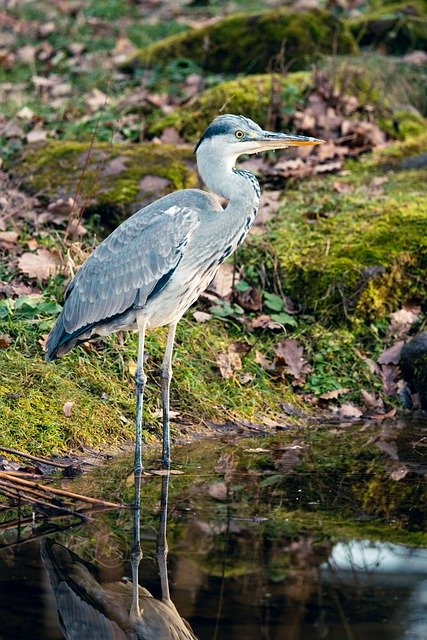 Free download fishermen bird nature water free picture to be edited with GIMP free online image editor