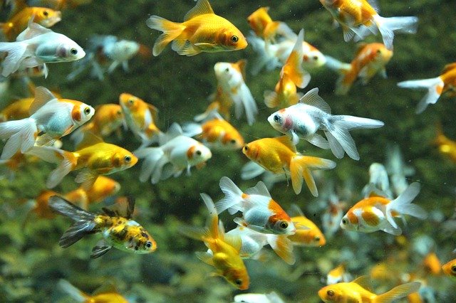 Free download fish goldfish aquarium water free picture to be edited with GIMP free online image editor