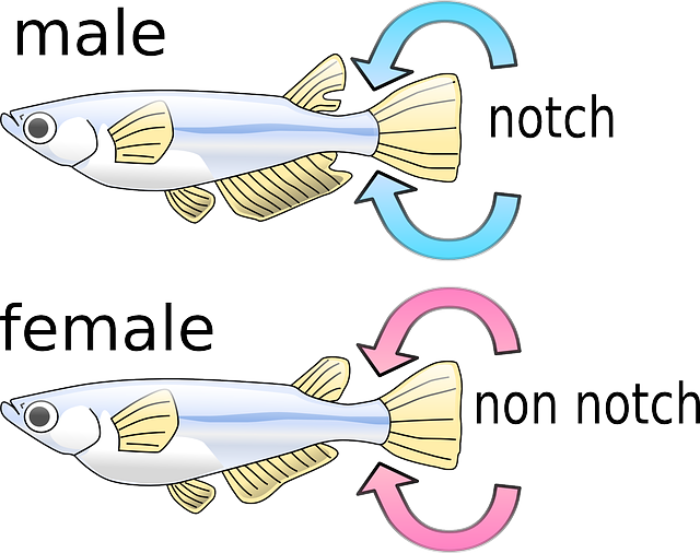 Free download Fish Male Female - Free vector graphic on Pixabay free illustration to be edited with GIMP free online image editor