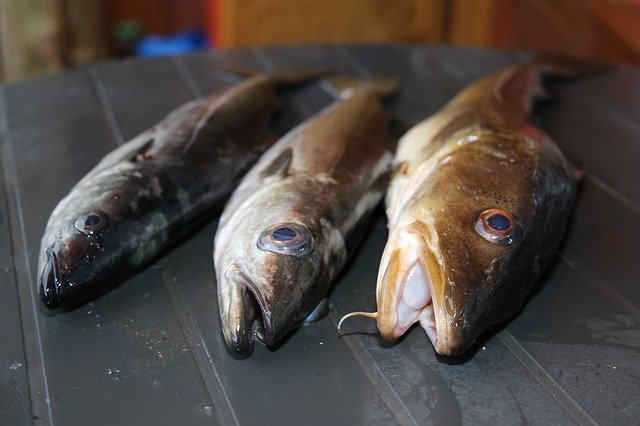 ດາວ​ໂຫຼດ​ຟຣີ Fish Norway Fjord - ຮູບ​ພາບ​ຟຣີ​ຫຼື​ຮູບ​ພາບ​ທີ່​ຈະ​ໄດ້​ຮັບ​ການ​ແກ້​ໄຂ​ກັບ GIMP ອອນ​ໄລ​ນ​໌​ບັນ​ນາ​ທິ​ການ​ຮູບ​ພາບ​