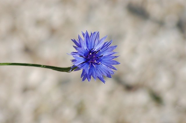 Free download fleur de lis flowers summer flower free picture to be edited with GIMP free online image editor