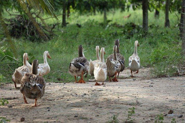 ດາວ​ໂຫຼດ​ຟຣີ Flock Of Ducks ປະ​ຕິ​ບັດ​ຕາມ​ການ​ນໍາ​ພາ - ຮູບ​ພາບ​ຫຼື​ຮູບ​ພາບ​ຟຣີ​ທີ່​ຈະ​ໄດ້​ຮັບ​ການ​ແກ້​ໄຂ​ກັບ GIMP ອອນ​ໄລ​ນ​໌​ບັນ​ນາ​ທິ​ການ​ຮູບ​ພາບ