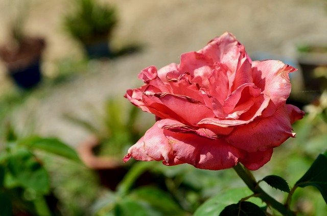 Безкоштовно завантажте Flora Flower Bloom - безкоштовну фотографію або зображення для редагування за допомогою онлайн-редактора зображень GIMP