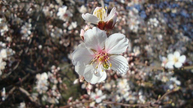 Kostenloser Download Blume Mandelbaum Frühling - kostenloses Foto oder Bild zur Bearbeitung mit GIMP Online-Bildeditor