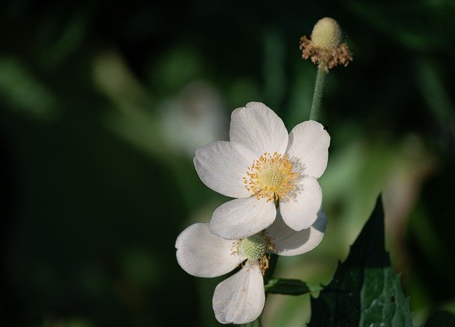 Free download flower anemone white spring garden free picture to be edited with GIMP free online image editor