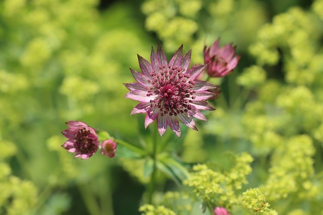 Descarga gratuita de la imagen gratuita de la flor de astrantia sternolde para editar con el editor de imágenes en línea gratuito GIMP