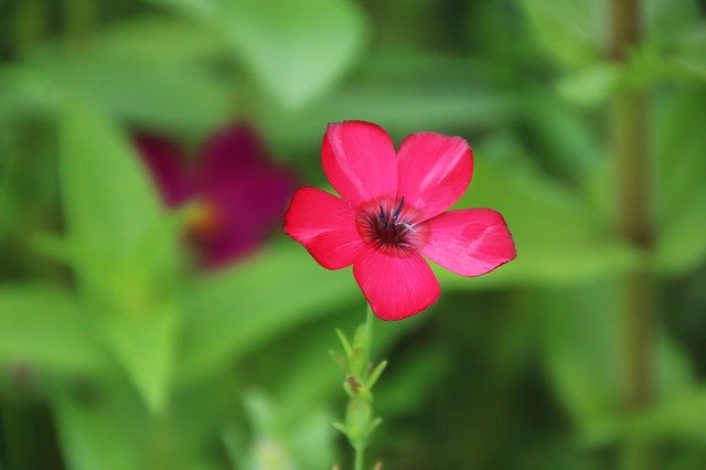 ดาวน์โหลด Flower Beauty Nature ฟรี - แก้ไขรูปภาพด้วยโปรแกรมแก้ไขรูปภาพออนไลน์ GIMP ได้ฟรี