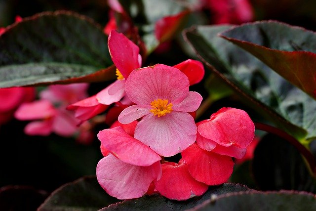 Free download flower begonia flora nature free picture to be edited with GIMP free online image editor