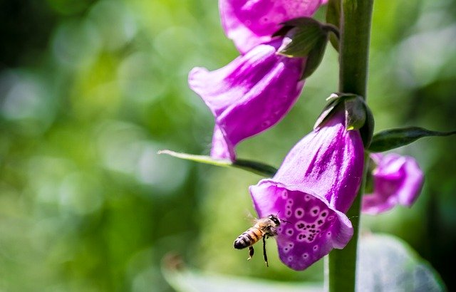 ດາວໂຫຼດຟຣີ Flower Bellflower Pink - ຮູບພາບຫຼືຮູບພາບທີ່ບໍ່ເສຍຄ່າເພື່ອແກ້ໄຂດ້ວຍຕົວແກ້ໄຂຮູບພາບອອນໄລນ໌ GIMP