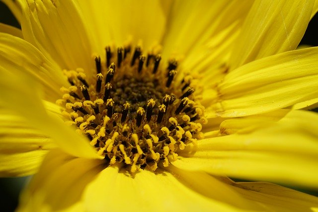 Free download flower bloom sunflower helianthus free picture to be edited with GIMP free online image editor