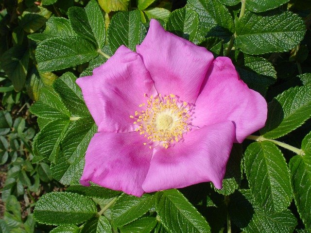 ดาวน์โหลดฟรี Flower Blossom Bloom Rose - ภาพถ่ายหรือรูปภาพที่จะแก้ไขด้วยโปรแกรมแก้ไขรูปภาพออนไลน์ GIMP ได้ฟรี