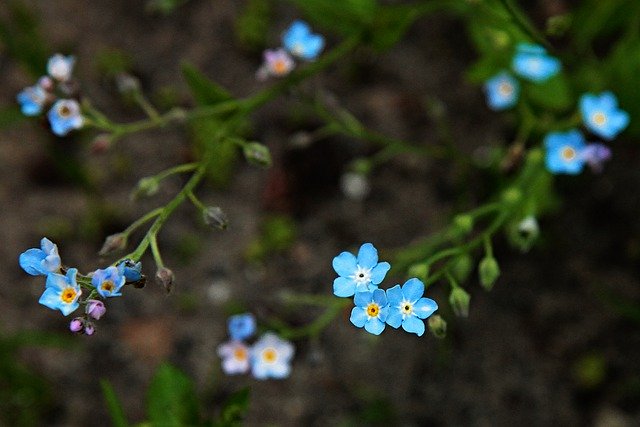 Free download flower blue nature plant free picture to be edited with GIMP free online image editor