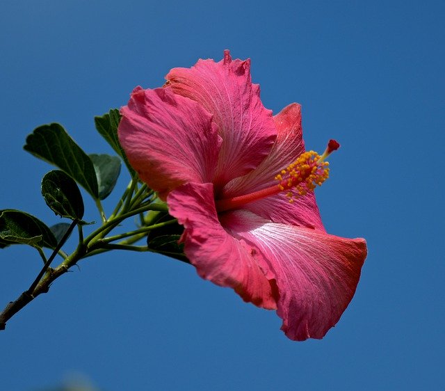 Téléchargement gratuit de Fleur Ciel Bleu - photo ou image gratuite à modifier avec l'éditeur d'images en ligne GIMP