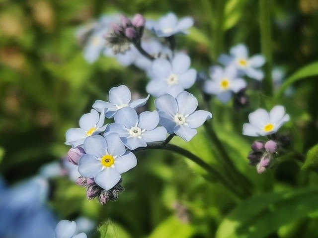 Free download flower botany bloom blossom free picture to be edited with GIMP free online image editor