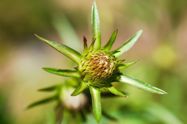 Free download flower botany growth plant macro free picture to be edited with GIMP free online image editor