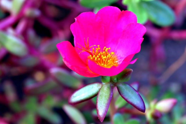 Kostenloser Download der Blume Botanik Portulaca Pink, kostenloses Bild zur Bearbeitung mit dem kostenlosen Online-Bildeditor GIMP