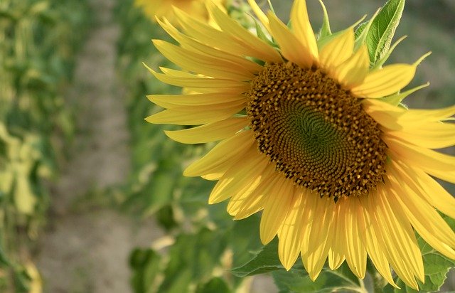 Free download flower botany sunflower free picture to be edited with GIMP free online image editor