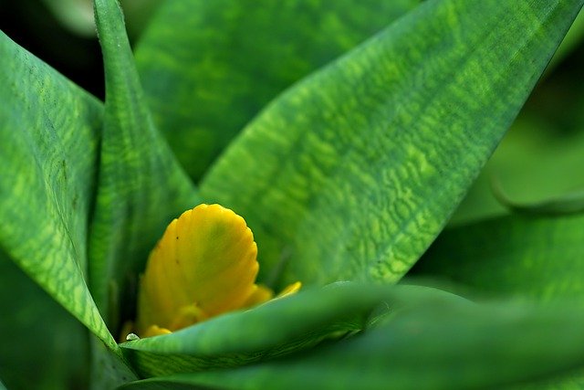 Free download flower bromelia flora nature free picture to be edited with GIMP free online image editor