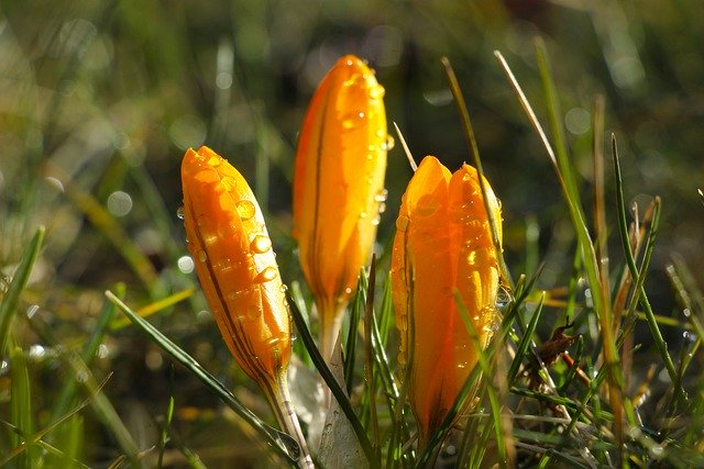 Free download flower buds crocus yellow crocus free picture to be edited with GIMP free online image editor