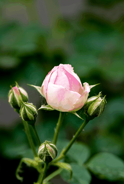 Free download flower buds pink roses pink flowers free picture to be edited with GIMP free online image editor