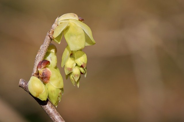 Free download flower bud yellow flowers hazel free picture to be edited with GIMP free online image editor