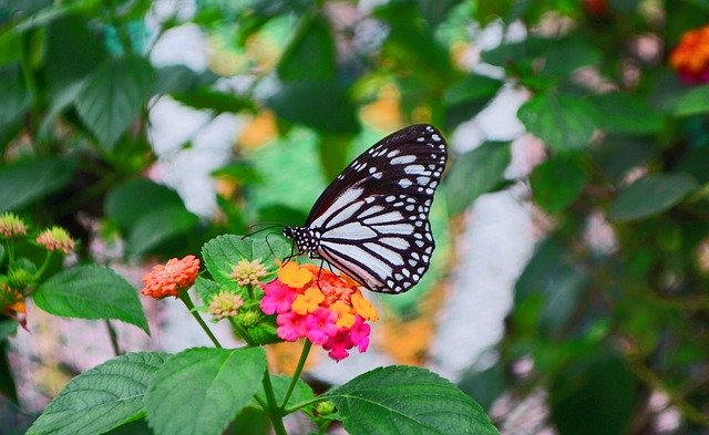 ফ্রি ডাউনলোড ফ্লাওয়ার বাটারফ্লাই ইনসেক্ট - জিআইএমপি অনলাইন ইমেজ এডিটর দিয়ে বিনামূল্যে ছবি বা ছবি সম্পাদনা করা হবে