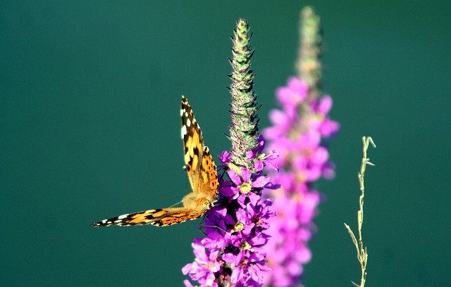 Descărcare gratuită Flower Butterfly Insects - fotografie sau imagini gratuite pentru a fi editate cu editorul de imagini online GIMP