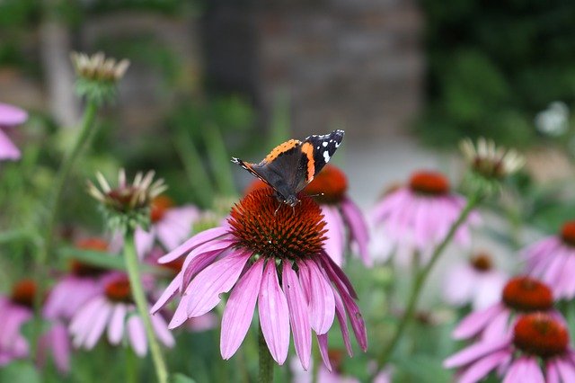 Téléchargement gratuit Fleur Papillon Nature - photo ou image gratuite à modifier avec l'éditeur d'images en ligne GIMP