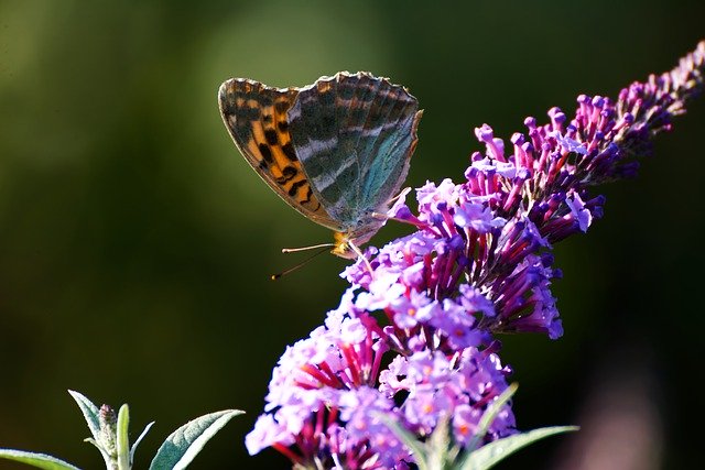 Free download flower butterfly nature pollination free picture to be edited with GIMP free online image editor